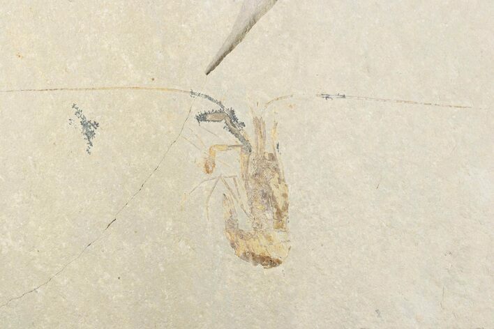 Cretaceous Fossil Shrimp - Lebanon #376338
